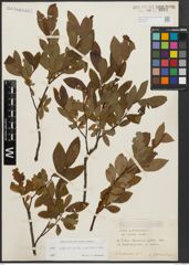 Foto von Salix appendiculata Vill. x Salix waldsteiniana Willd.